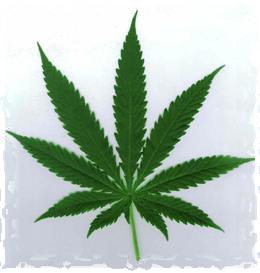 cannabis-eh